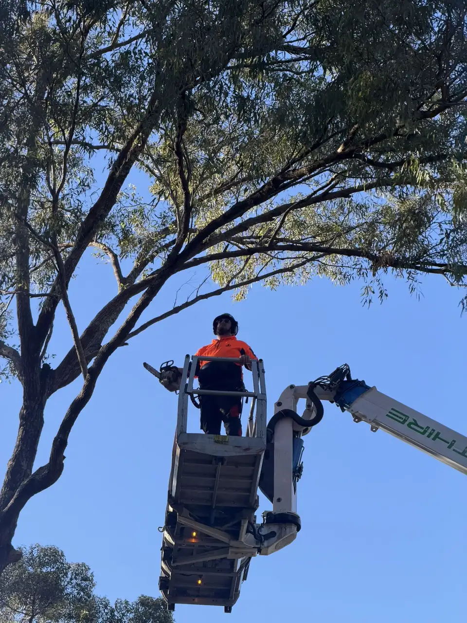 Arborist in the EWP bucket taking a tree down in sections