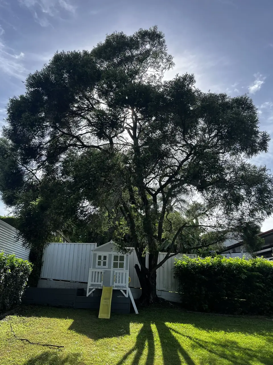 Large tree shading a Brisbane backyard and cubby house before removal