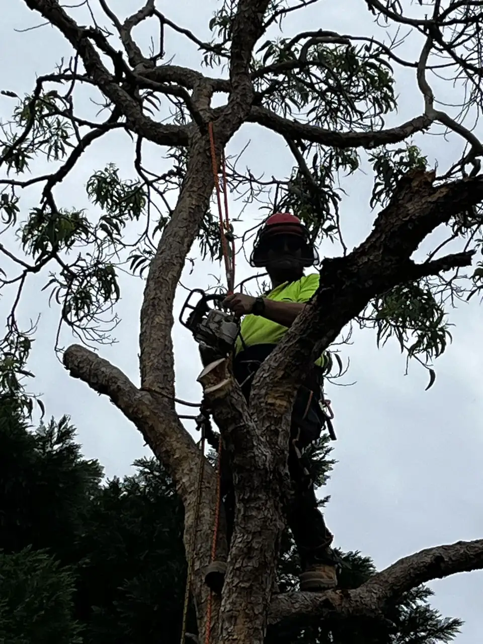 Climbing arborist roped into a gum tree during a removal