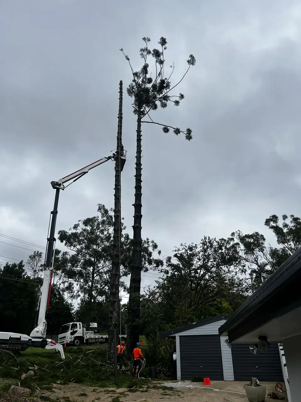 Tall palm being removed from the EWP beside a Brisbane home