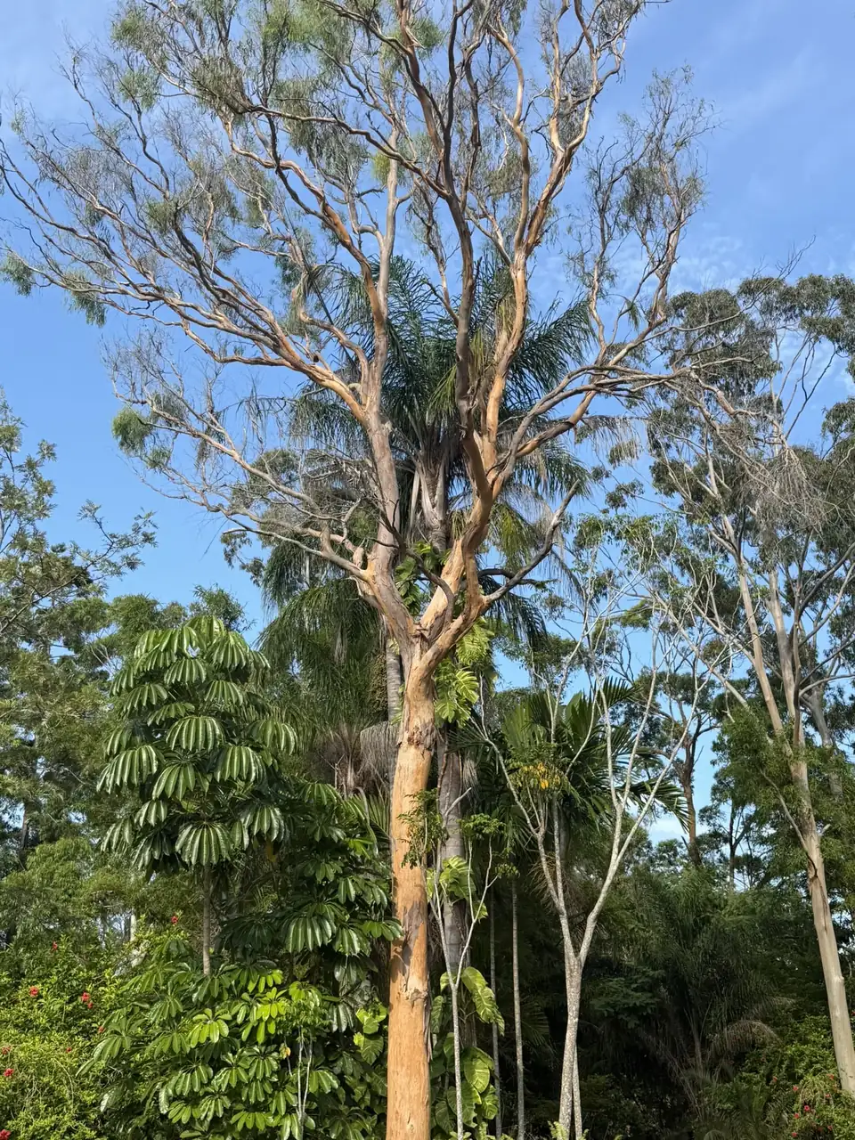 Tall eucalypt assessed for removal on a Brisbane property