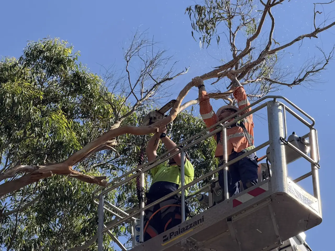Two arborists cutting a limb from the EWP bucket during a tree reduction