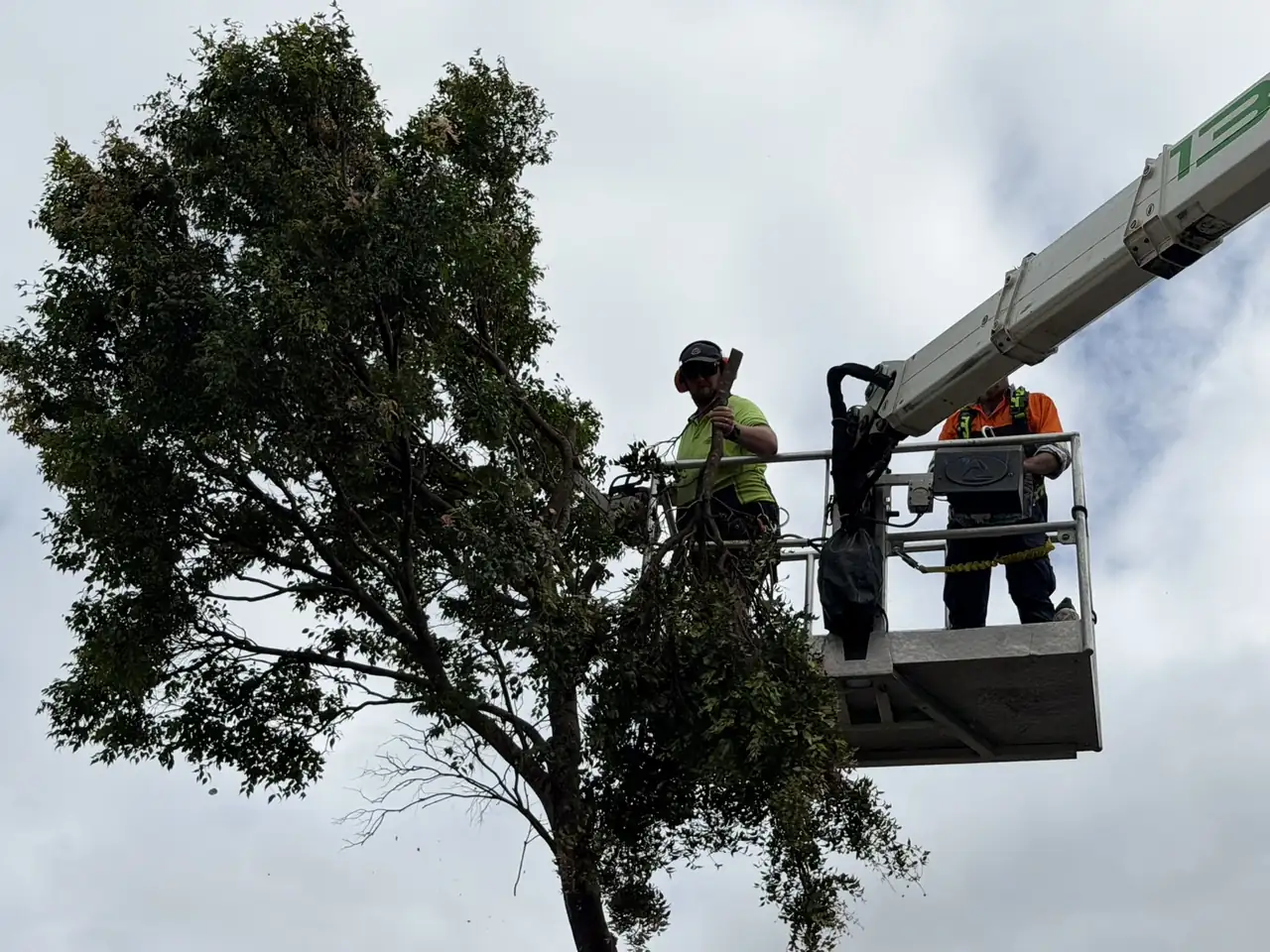 Arborist pruning a tree from the EWP bucket beside a Brisbane home
