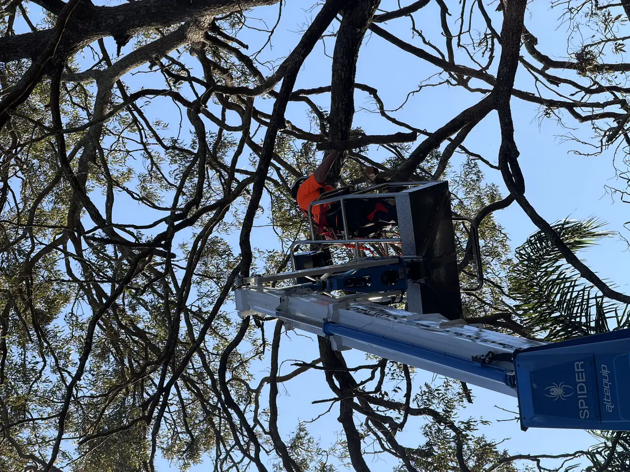 Drone view of a Dan's Tree Experts arborist in the elevated work platform bucket inside a large gum canopy