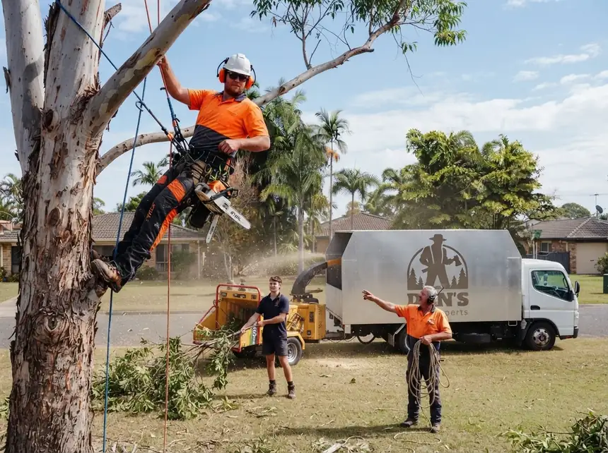 Arborist dismantling a gum tree in a Brisbane street with the crew feeding branches into the chipper